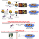 Illustration for article titled Second group makes stem cells from cloning